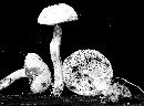 Leccinum olivaceopallidum image