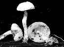 Leccinum olivaceopallidum image