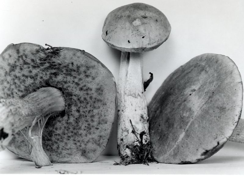 Leccinum pallidistipes image