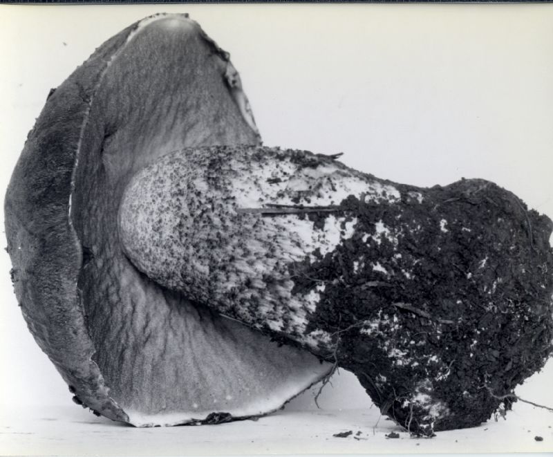 Leccinum ponderosum image