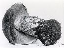 Leccinum ponderosum image