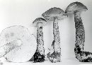 Leccinum snellii image