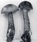 Leccinum snellii image