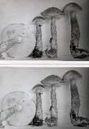 Leccinum snellii image