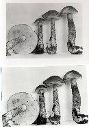 Leccinum snellii image