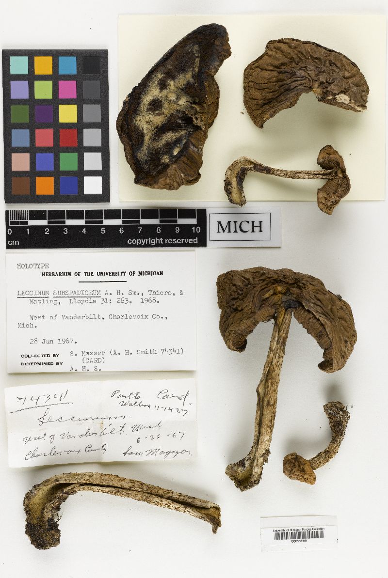 Leccinum subspadiceum image