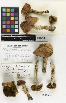 Leccinum subtestaceum image