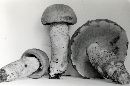 Leccinum subtestaceum image