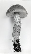 Leccinum uliginosum image