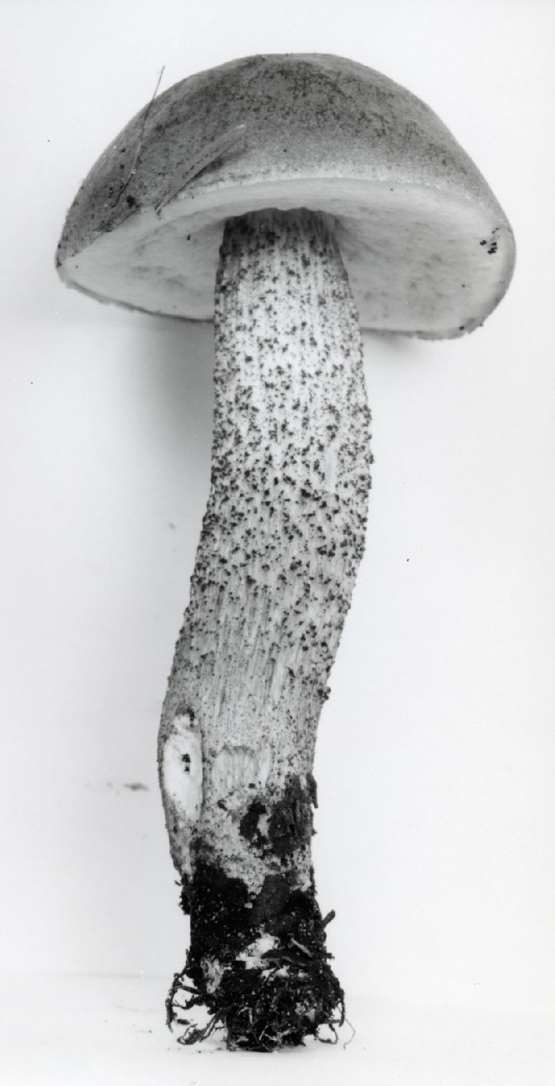Leccinum uliginosum image