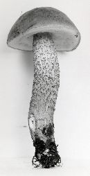 Leccinum uliginosum image