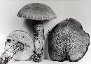 Leccinum uliginosum image