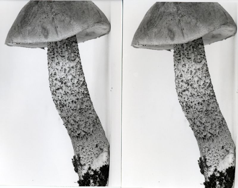 Leccinum uliginosum image