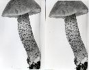 Leccinum uliginosum image