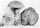 Leccinum uliginosum image