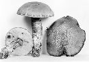 Leccinum uliginosum image