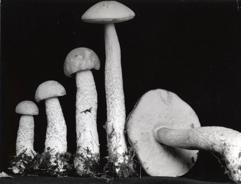 Leccinum variabile image