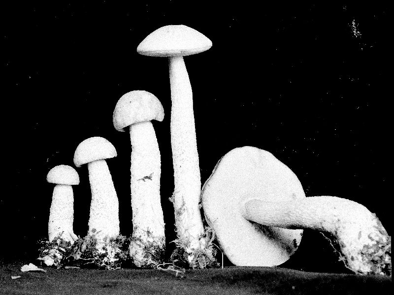 Leccinum variabile image