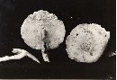 Lentinus kauffmanii image