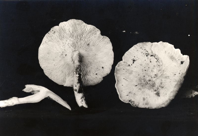 Lentinus kauffmanii image