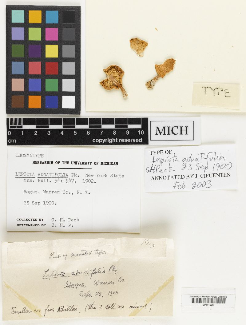 Cystodermella adnatifolia image