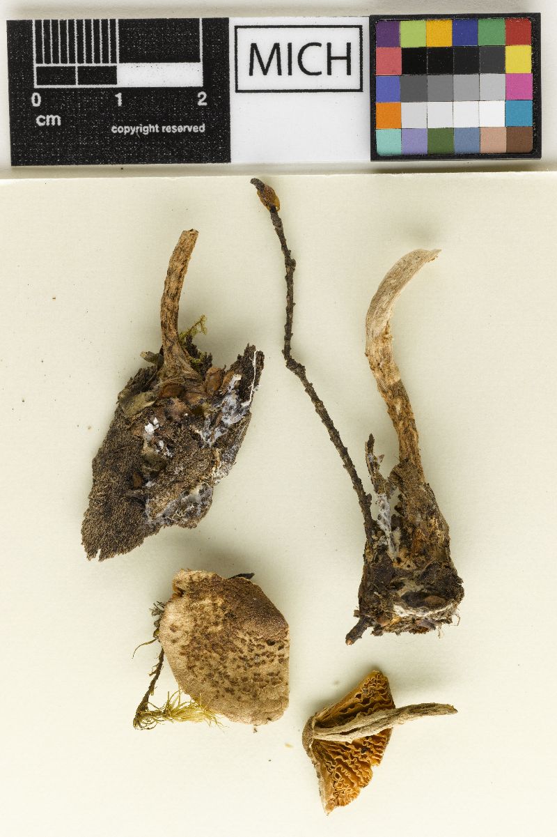 Lepiota fusispora image