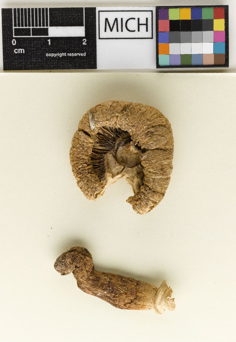 Lepiota pinguipes image