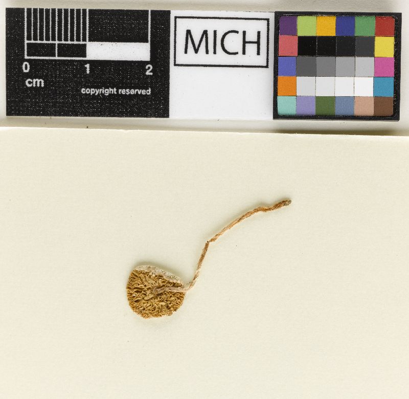 Lepiota rhodorhiza image