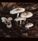 Lepiota besseyi image