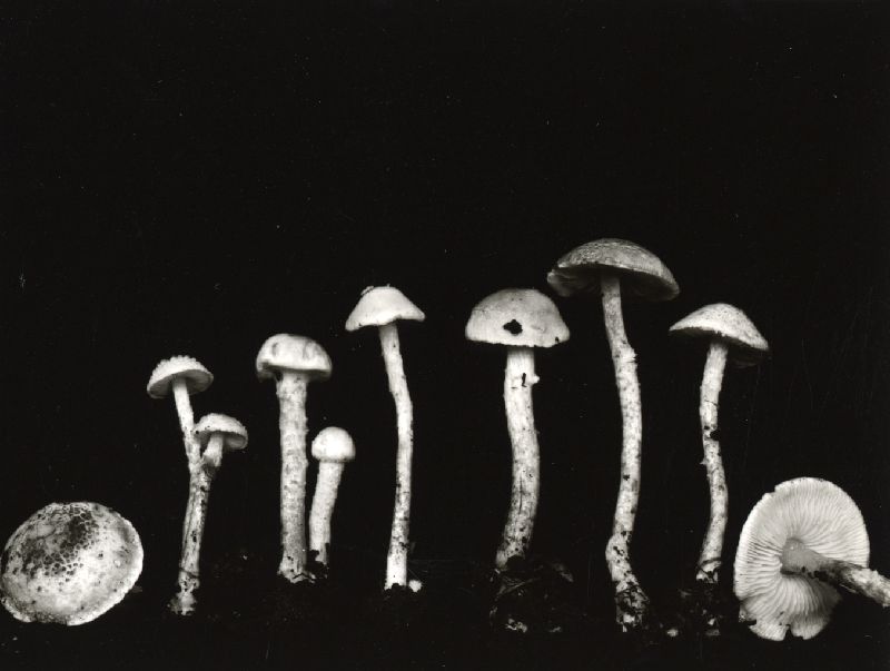 Lepiota oregonensis image