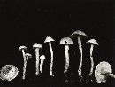 Lepiota oregonensis image