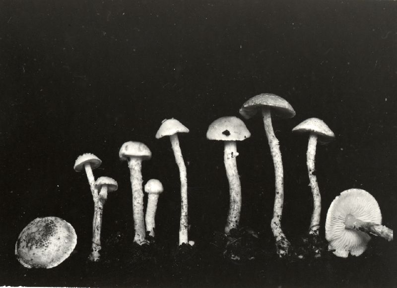 Lepiota oregonensis image