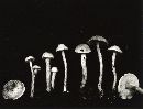 Lepiota oregonensis image