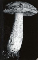 Leccinum rimulosum image