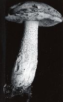 Leccinum rimulosum image