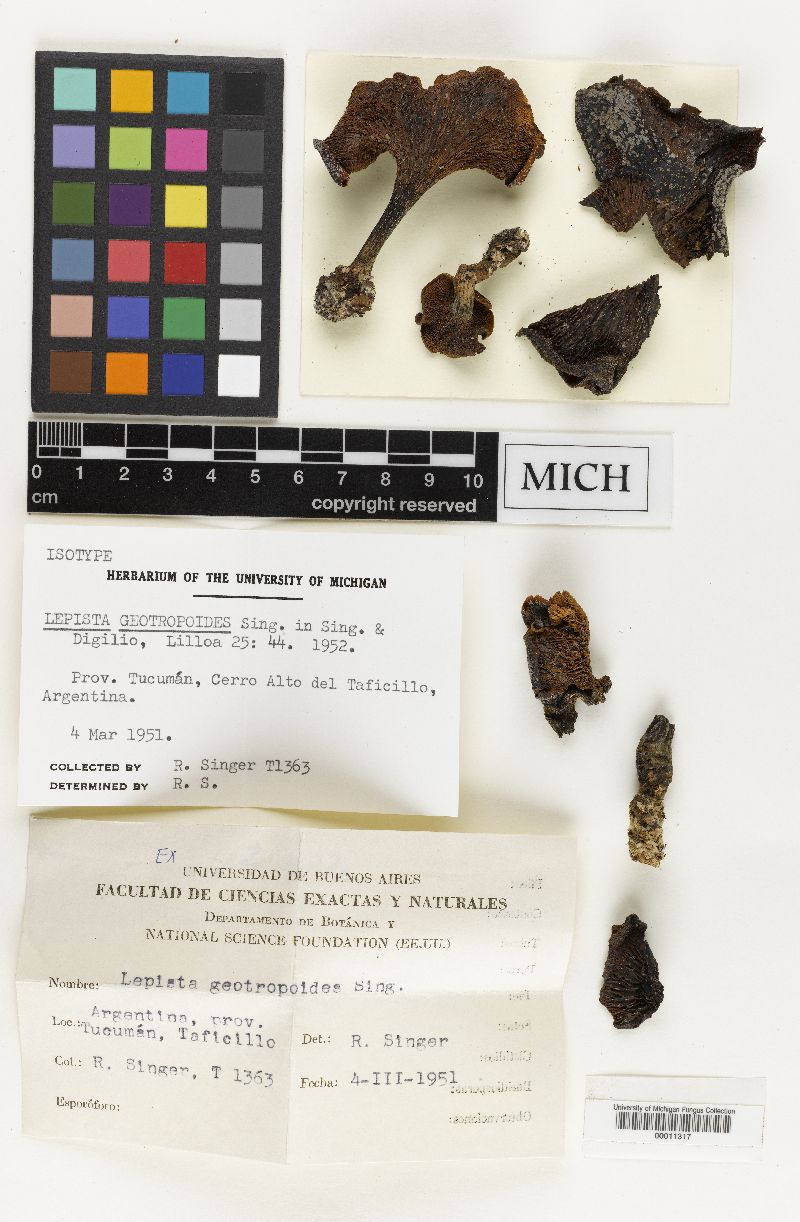 Lepista geotropoides image
