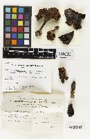 Lepista geotropoides image