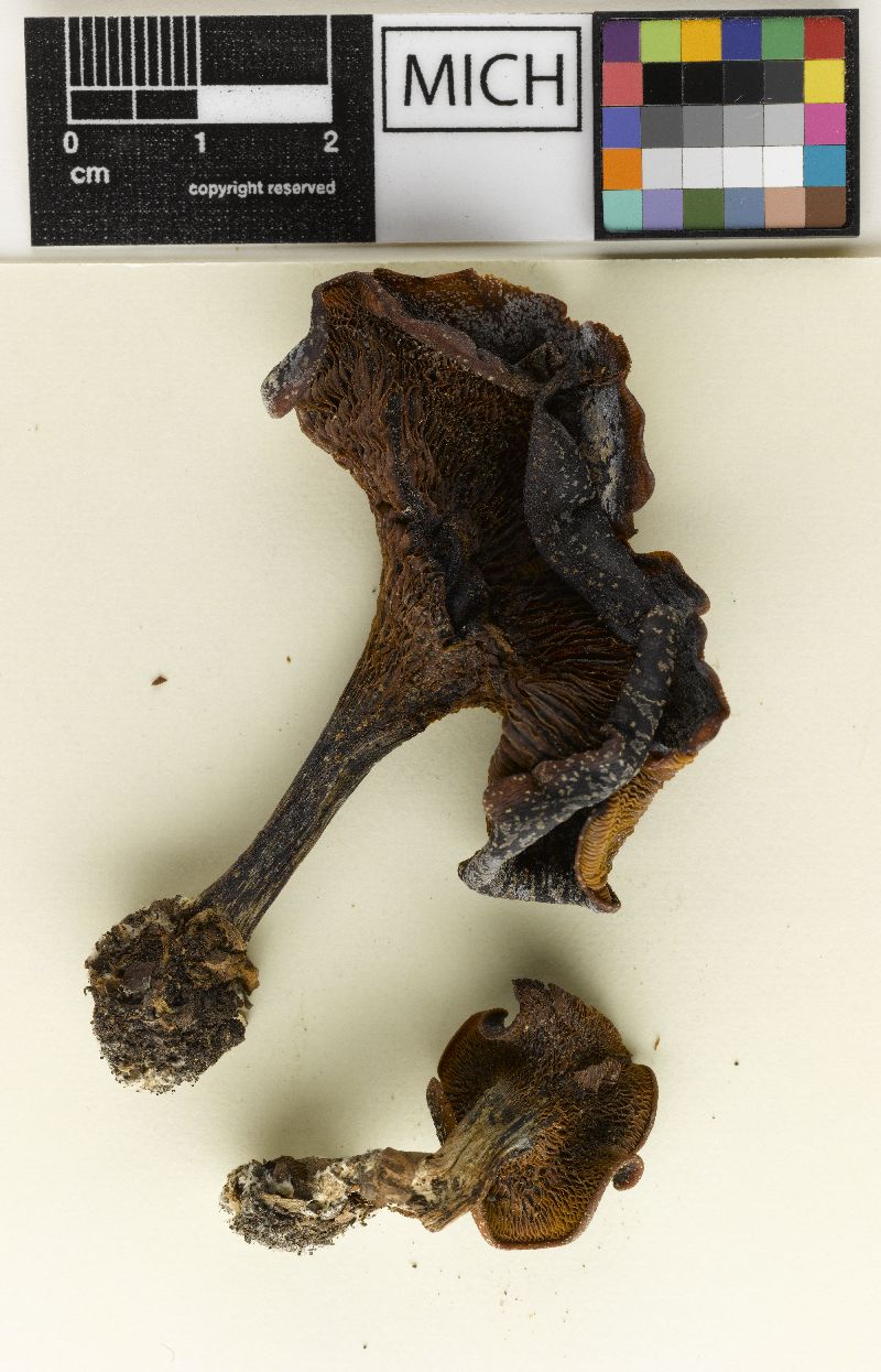 Lepista geotropoides image