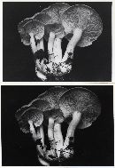 Lyophyllum ochrocinerascens image