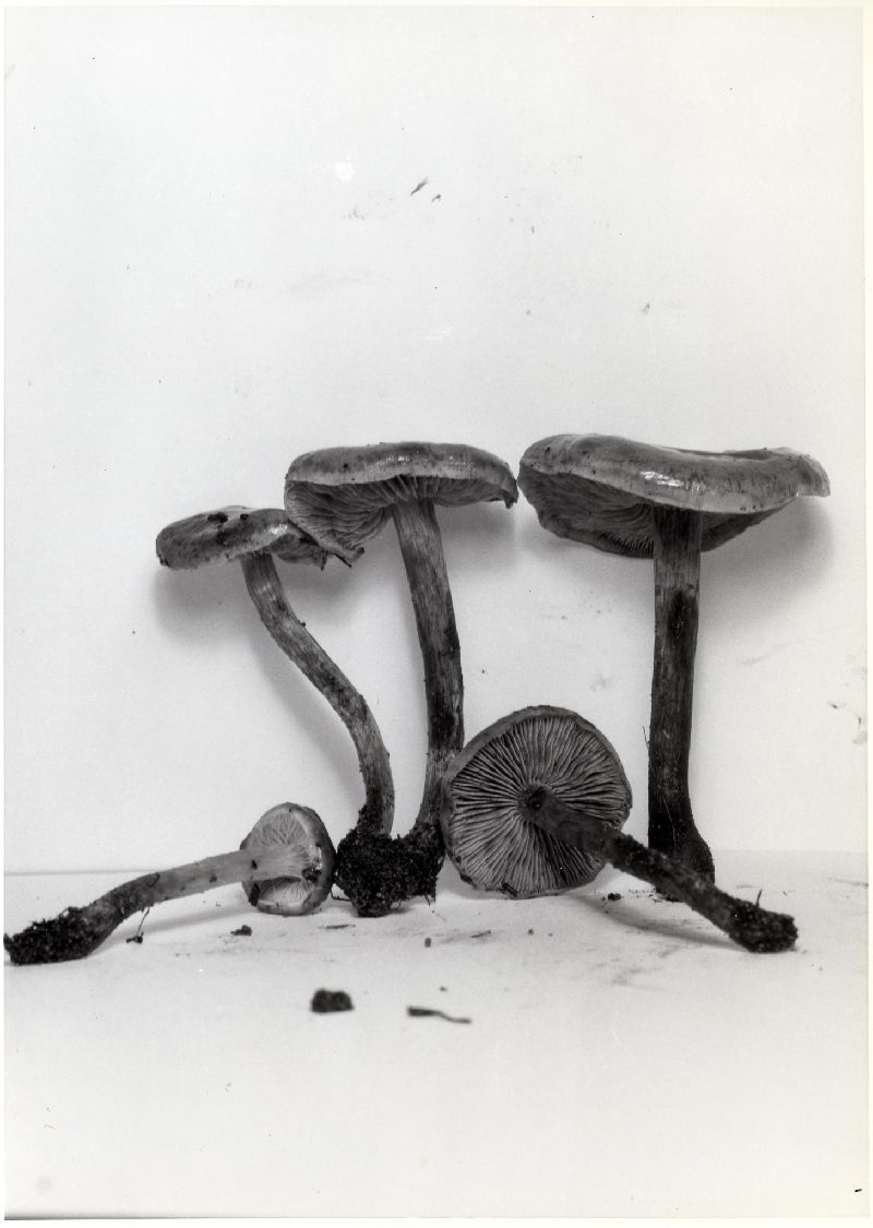 Lyophyllum rugulosum image