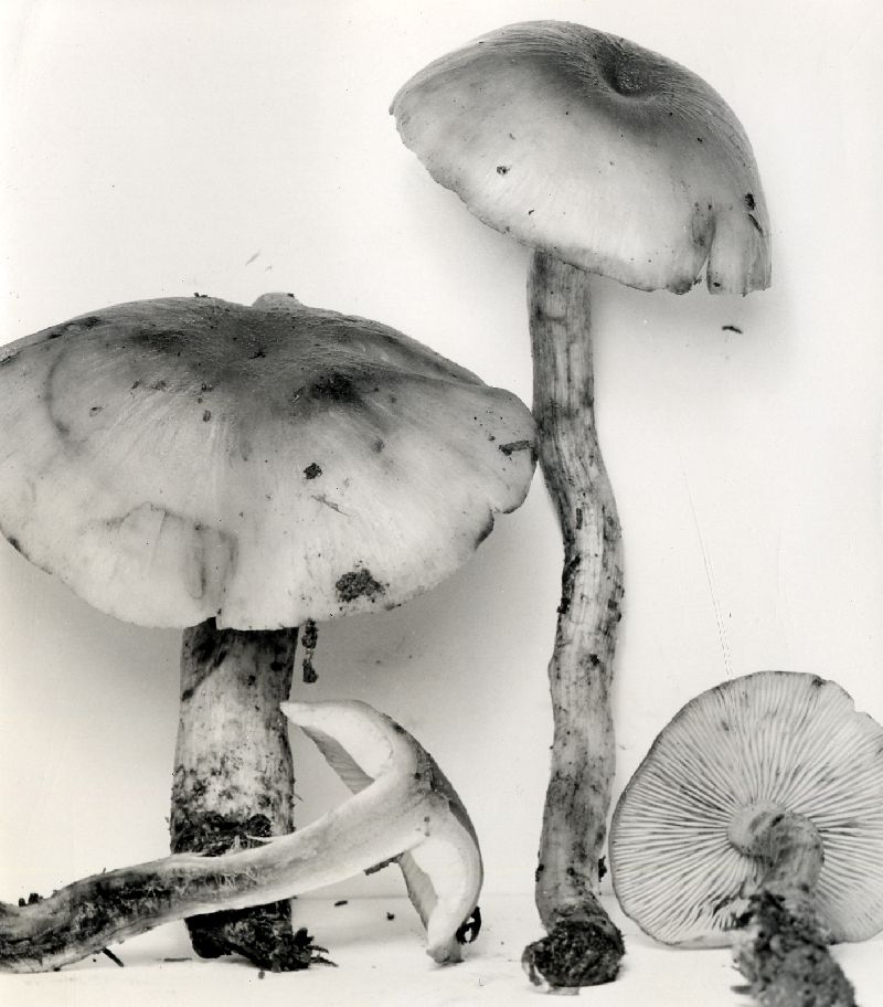Lyophyllum rugulosum image