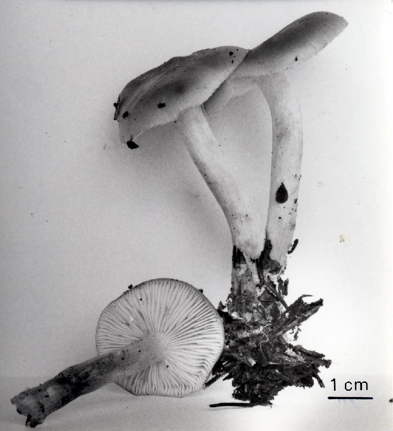 Lyophyllum lutescens image