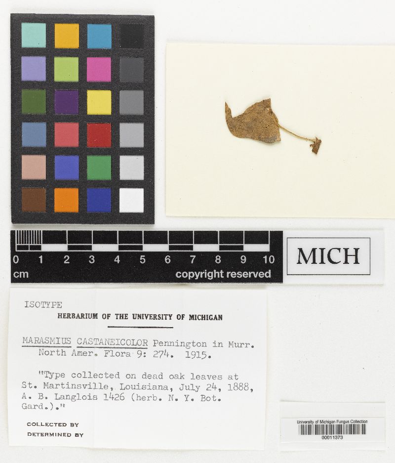 Marasmius castaneicolor image