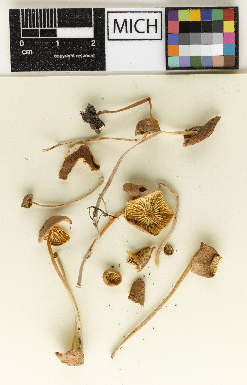 Marasmius insipidus image