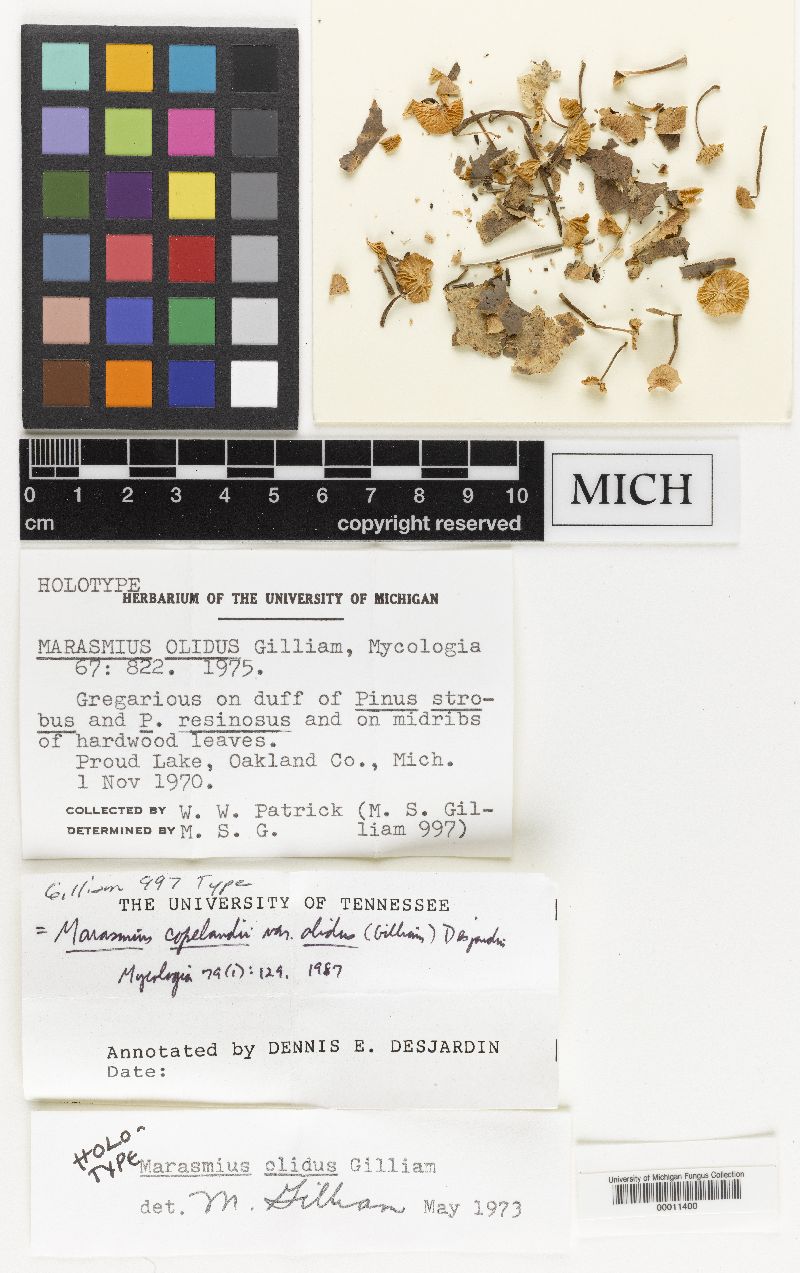 Marasmius olidus image