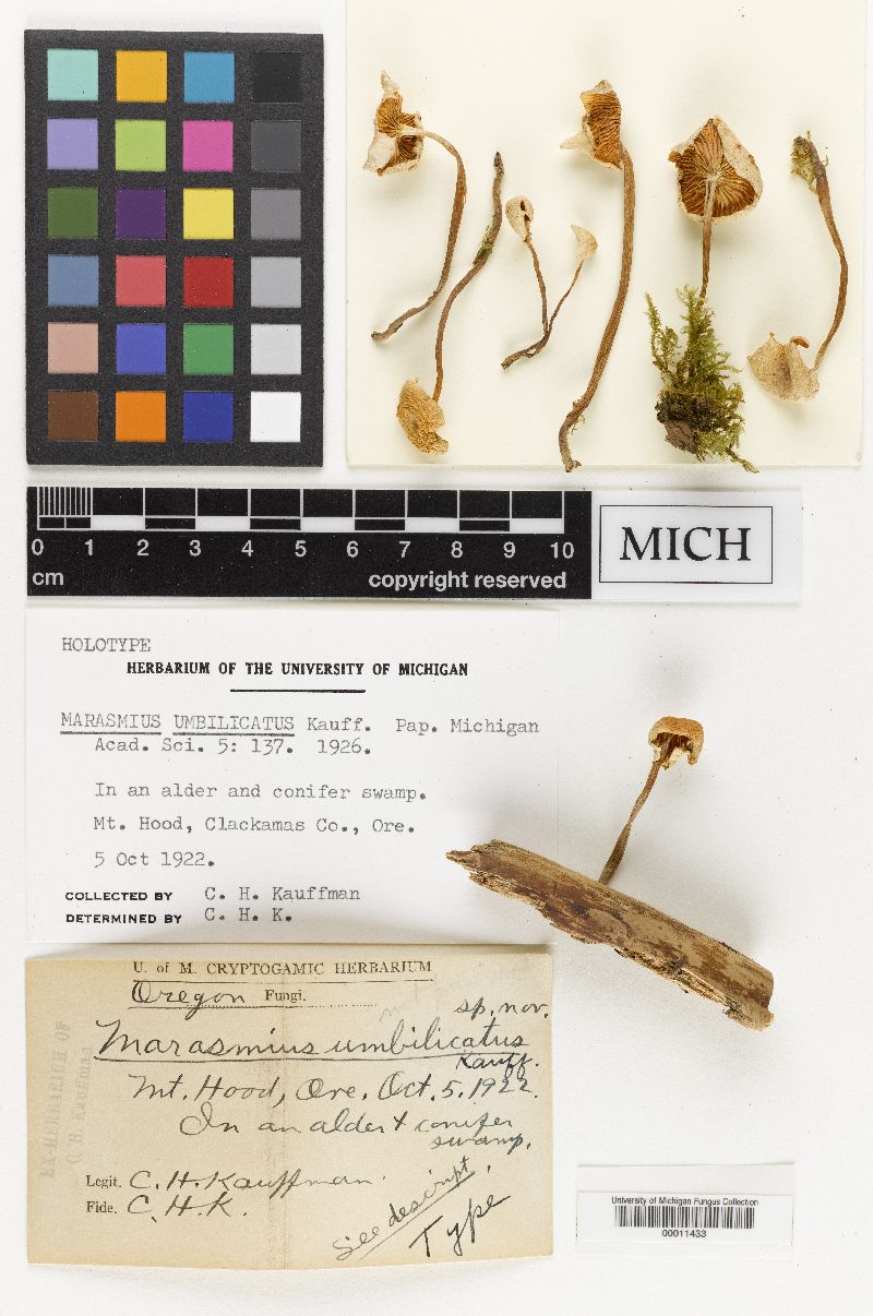 Marasmius umbilicatus image