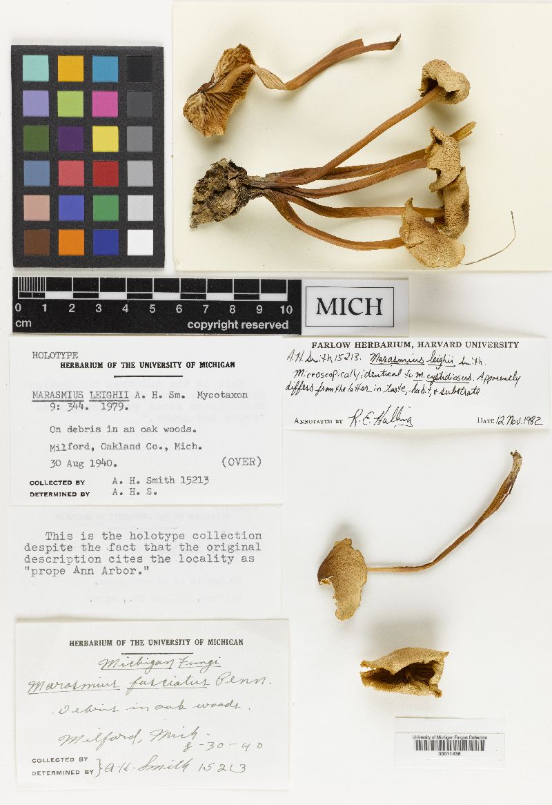 Marasmius leighii image