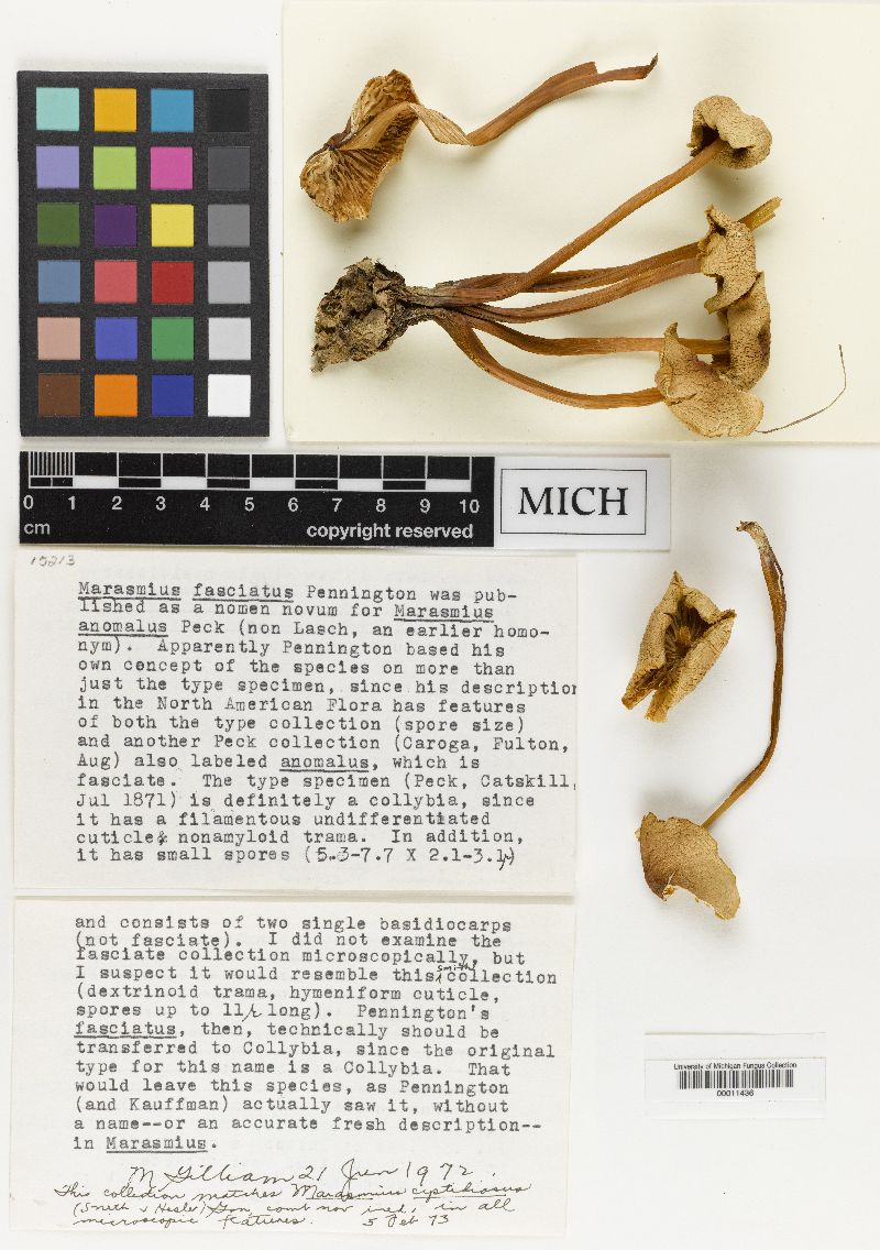 Marasmius leighii image