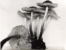 Marasmius leighii image