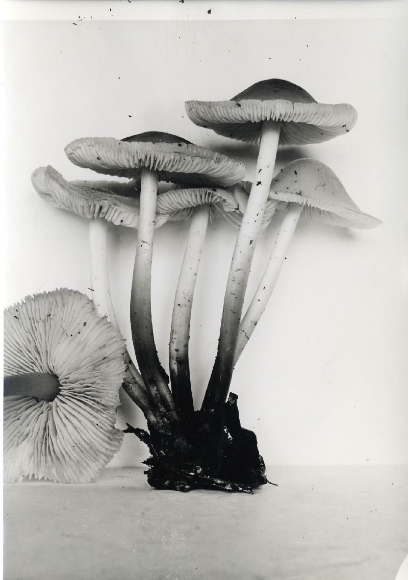 Marasmius leighii image